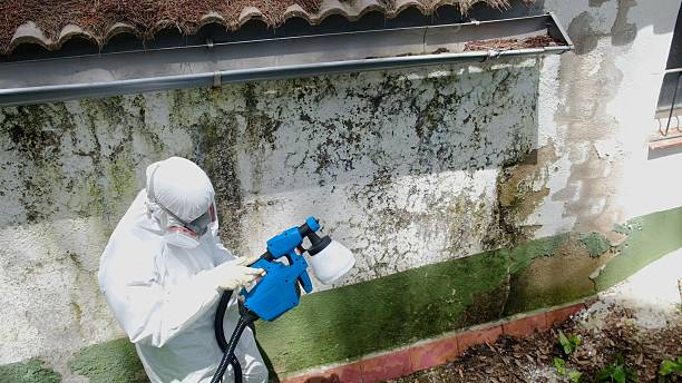 Trusted Attic Mold Removal service in Boynton Beach, FL - Cheap Mold Removal